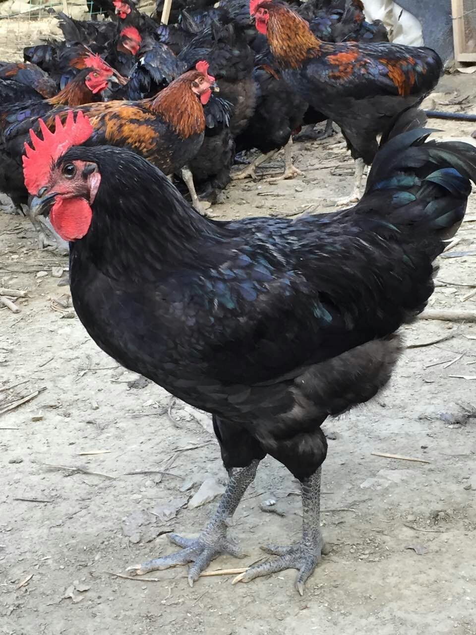 富硒农产品广西地方标准(广西富硒产品有哪些)-硒宝网