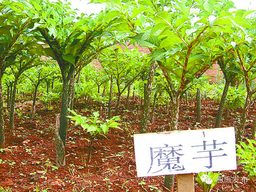 富硒珍品这个产品怎么样(富硒珍品是保健品吗)-硒宝网