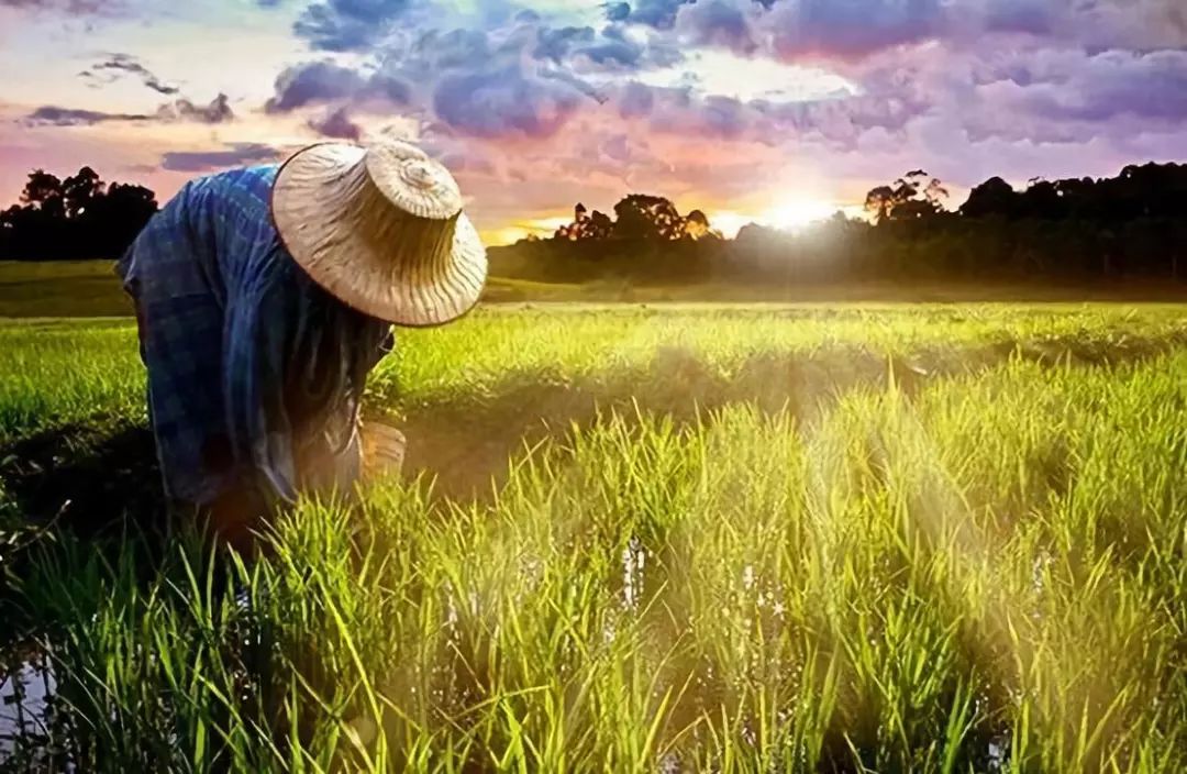 富硒粮食农产品优势分析(富硒粮仓是一个什么企业)-硒宝网