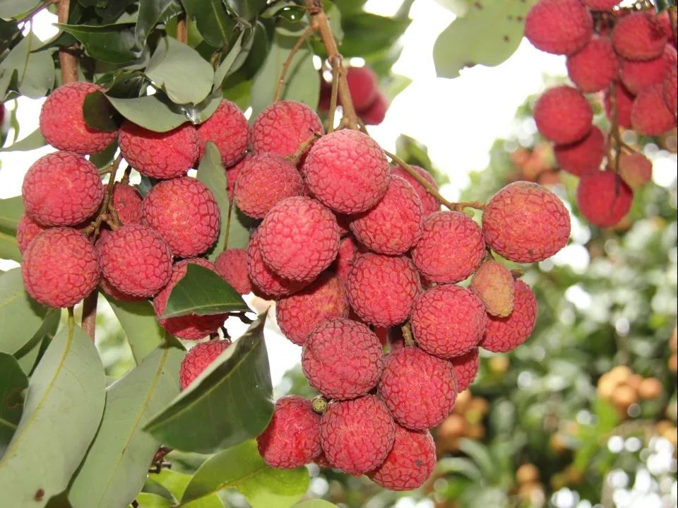 贵港日报富硒农产品品牌(贵港富硒)-硒宝网