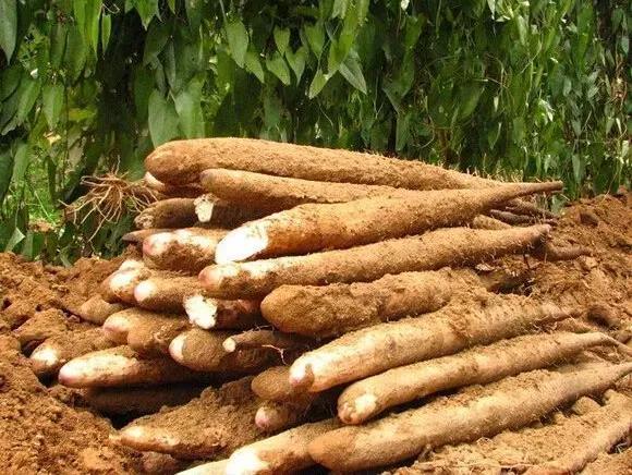 贵港日报富硒农产品品牌(贵港富硒)-硒宝网