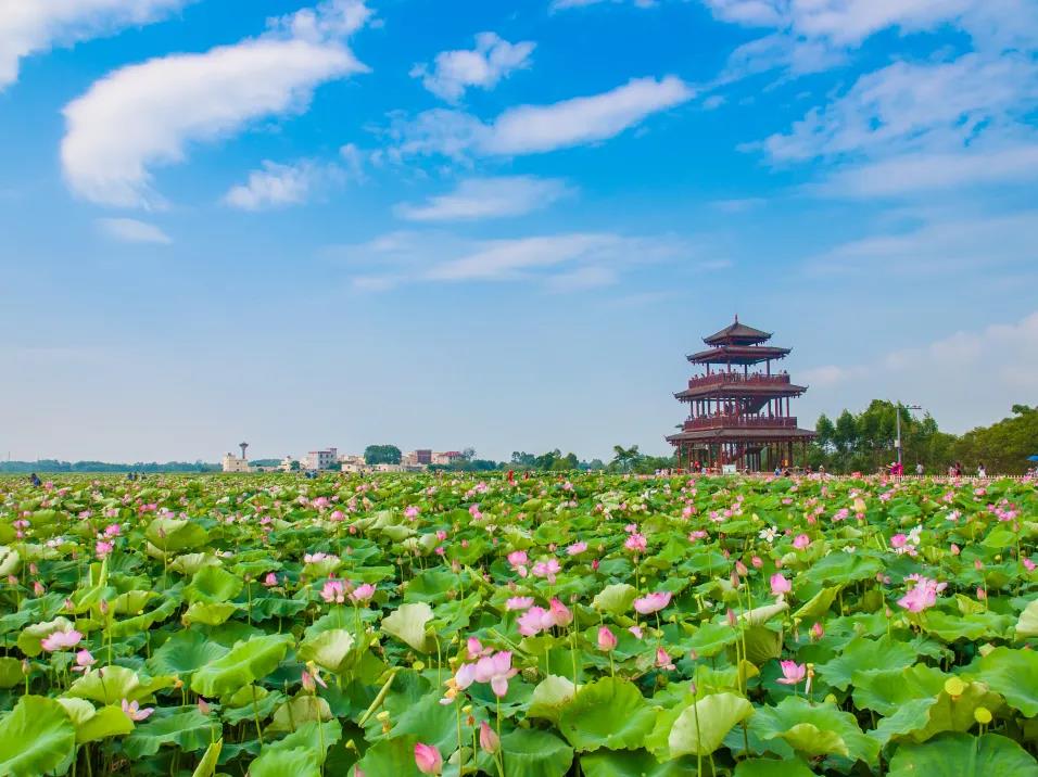 贵港日报富硒农产品品牌(贵港富硒)-硒宝网
