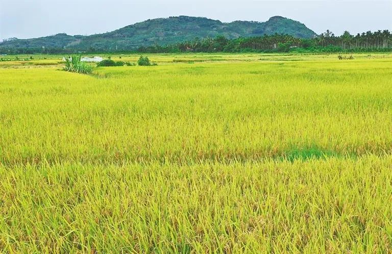 富硒产品市场份额多少亿（富硒产品的重点市?。?硒宝网