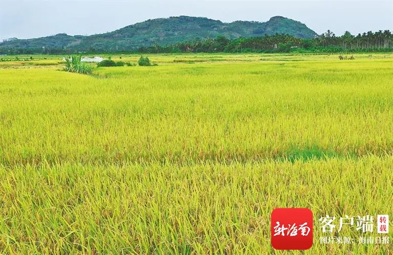 富硒产品市场份额多少亿（富硒农产品市场规模）-硒宝网