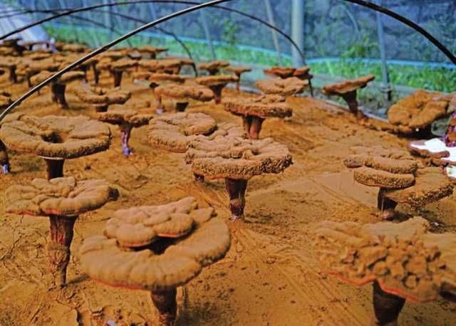 富硒农产品生长环境技术(农生长环境富硒技术产品有哪些)-硒宝网