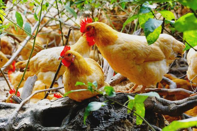 贵港日报富硒农产品品牌（广西贵港富硒大米）-硒宝网