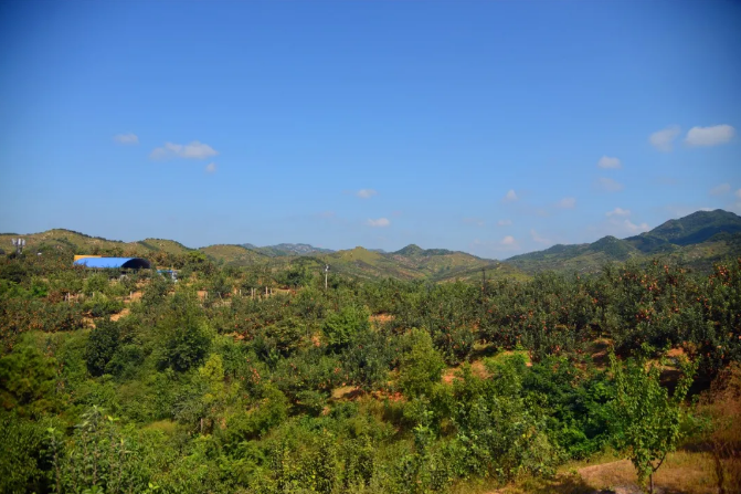 优质农产品中卫富硒苹果（富硒苹果如何种植）-硒宝网