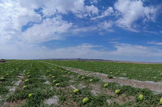 优质农产品中卫富硒苹果（富硒苹果如何种植）-硒宝网