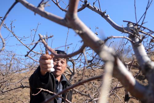 优质农产品中卫富硒苹果（富硒苹果如何种植）-硒宝网
