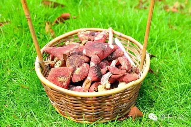 富硒产品属于保健食品吗（保健食品属于富硒产品吗对吗）-硒宝网