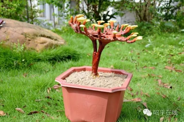 富硒产品属于保健食品吗（保健食品属于富硒产品吗对吗）-硒宝网