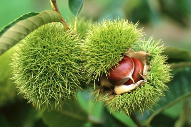 富硒产品属于保健食品吗（保健食品属于富硒产品吗）-硒宝网