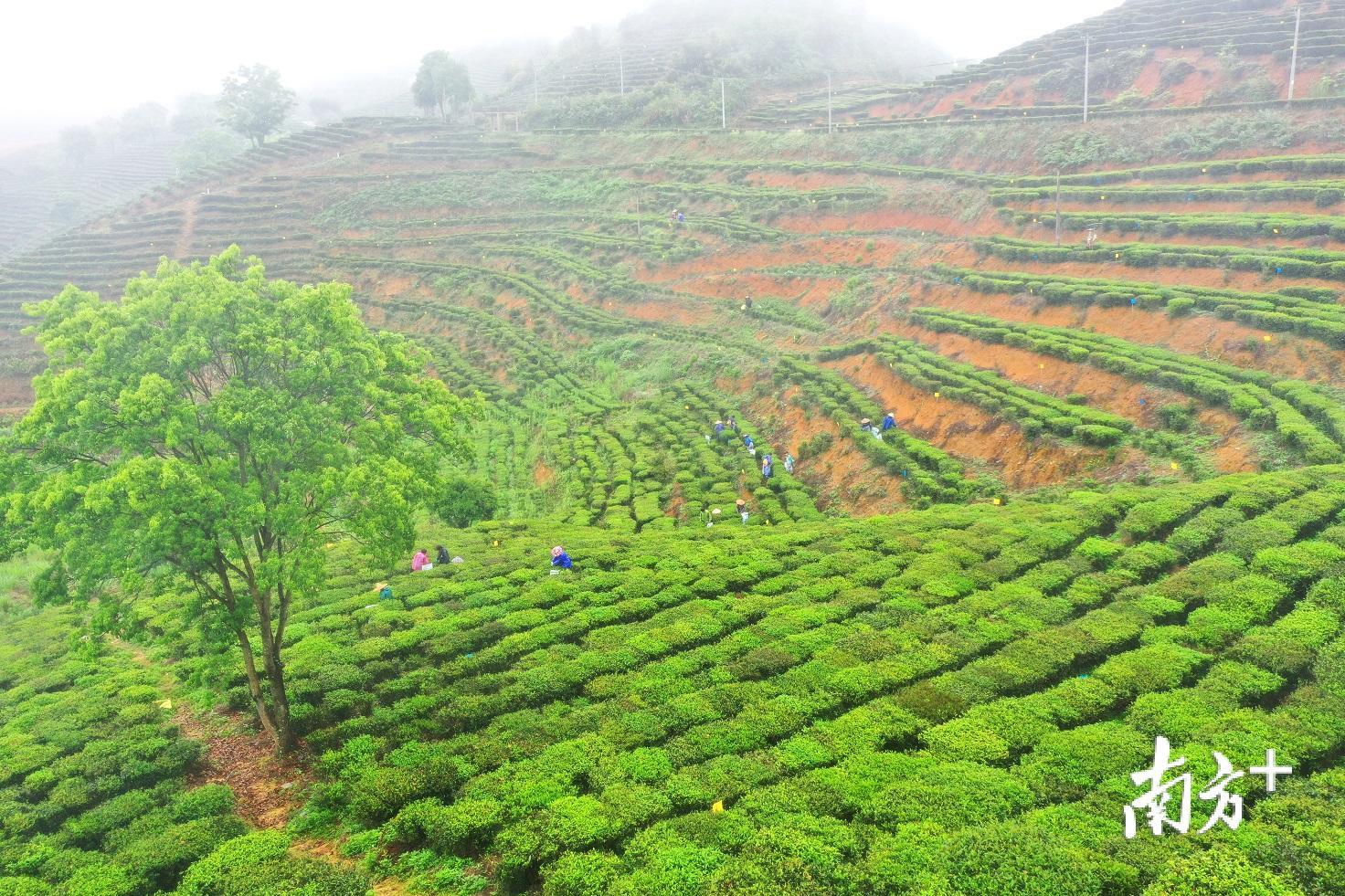 中山富硒认证有机农产品(富硒农产品认证过程)-硒宝网