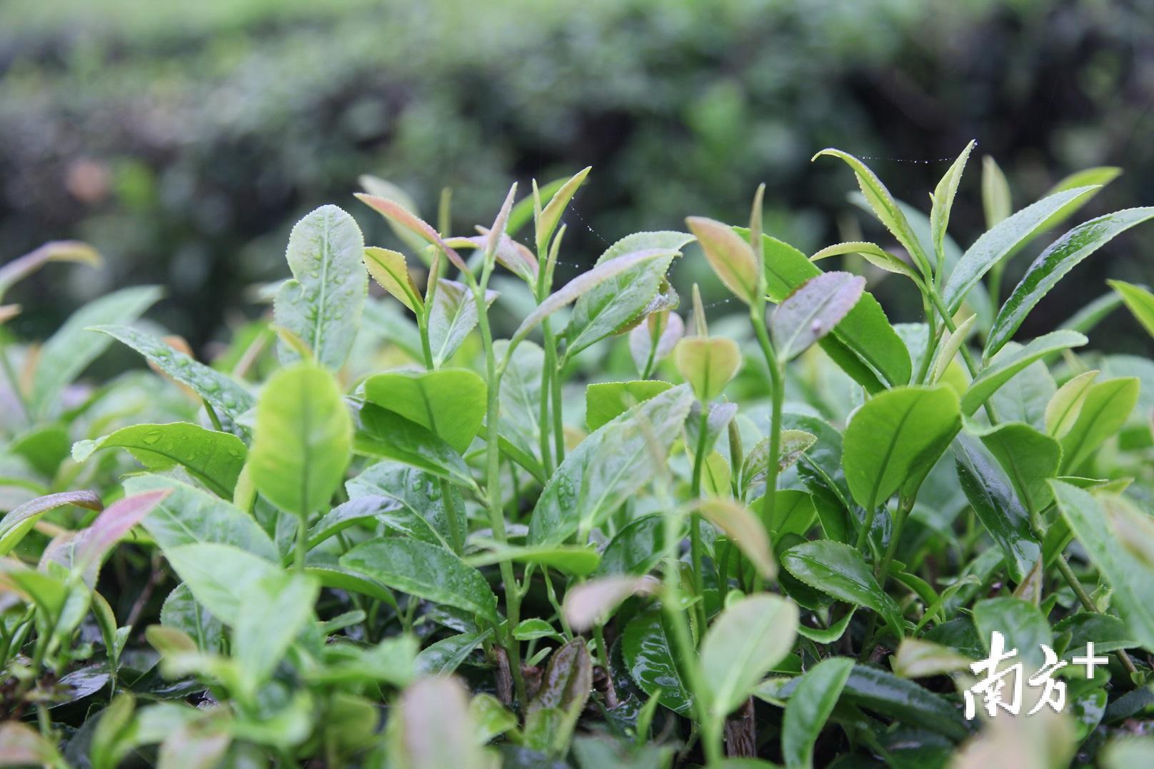 中山富硒认证有机农产品(富硒农产品认证过程)-硒宝网