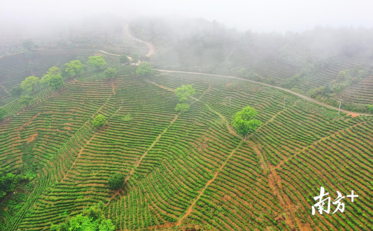 中山富硒认证有机农产品(富硒农产品认证过程)-硒宝网
