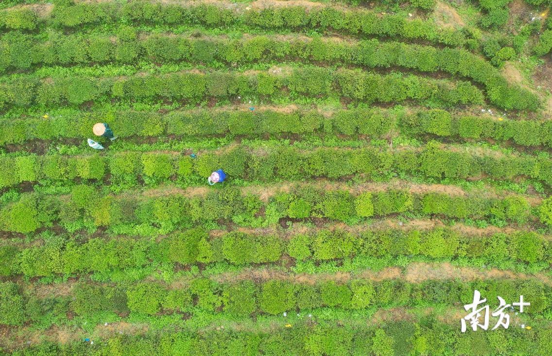 中山富硒认证有机农产品(富硒农产品认证过程)-硒宝网
