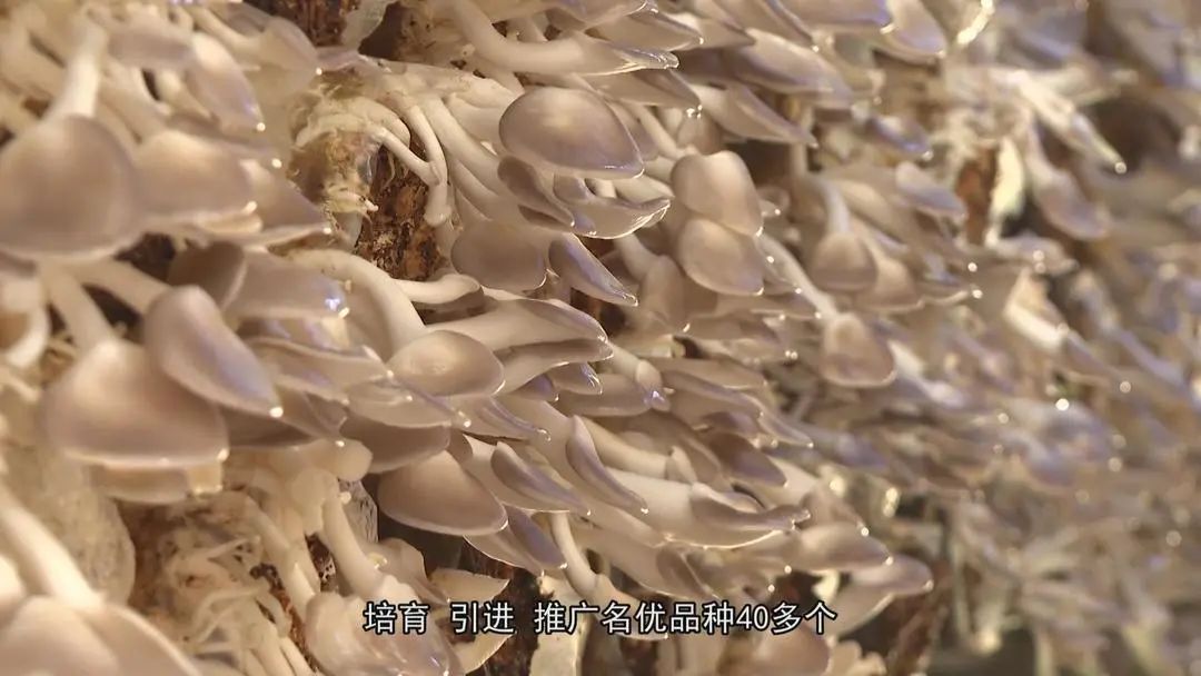 介绍富硒产品的视频短片(富硒对人体有什么好处视频)-硒宝网