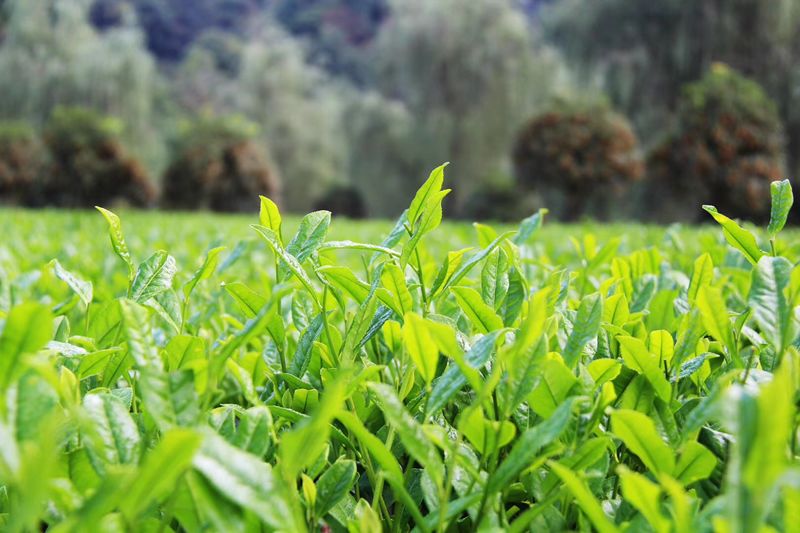 陕西安康白河有富硒产品（安康市富硒产品有哪些）-硒宝网