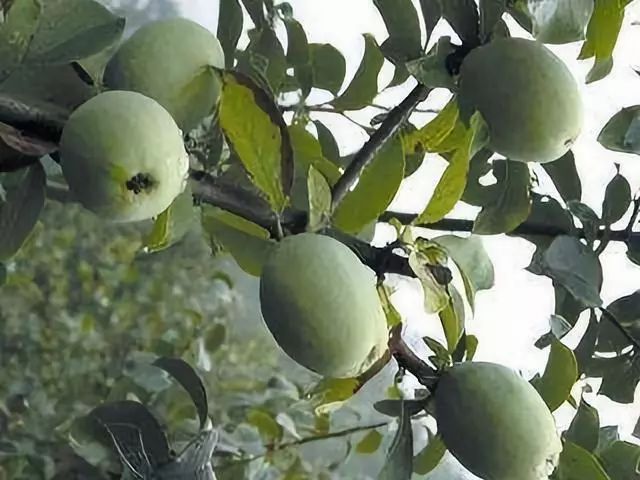 陕西安康白河有富硒产品（安康市富硒产品有哪些）-硒宝网