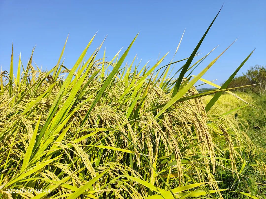 上市公司富硒产品有哪些(富硒产品厂家)-硒宝网