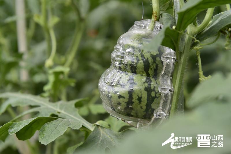 太原富硒认证有机农产品(恩施富硒产品)-硒宝网