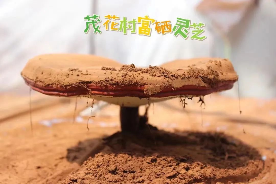 富硒酵素农产品怎么生产(农用酵素骗局)-硒宝网