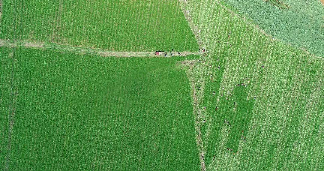 开阳获得富硒农产品之乡（中国富硒农产品之乡开阳）-硒宝网