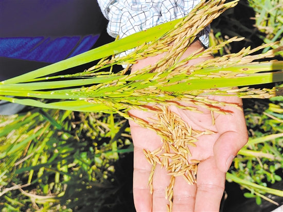 富硒农产品各地最优品牌(各地农优富硒品牌产品介绍)-硒宝网