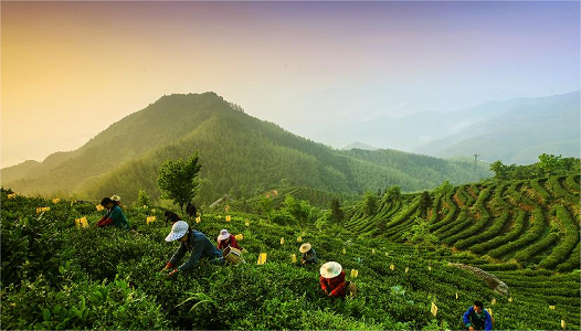 安徽池州富硒农产品基地（安徽池州富硒村）-硒宝网