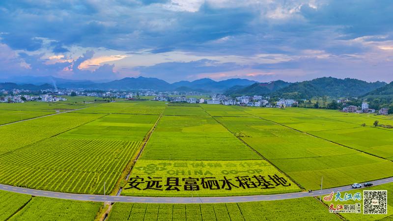 富硒产品是怎样种出来的（富硒产品是怎么种出来的）-硒宝网