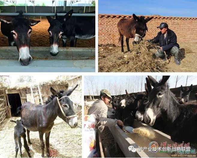 富硒冻干食品有哪些产品（食品富硒冻干产品有哪些）-硒宝网