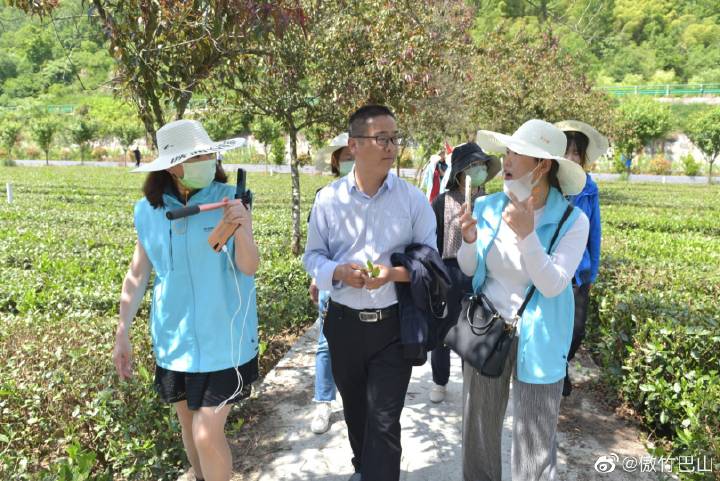 平利富硒毛尖茶产品简介（富硒毛尖功效与作用）-硒宝网