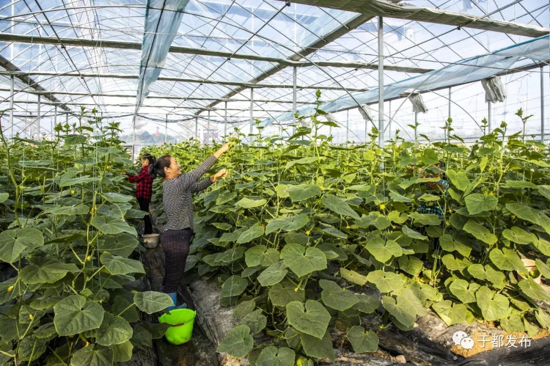 于都县富硒产品特色产业（于都富硒蔬菜基地）-硒宝网