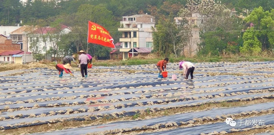 于都县富硒产品特色产业（于都富硒蔬菜基地）-硒宝网