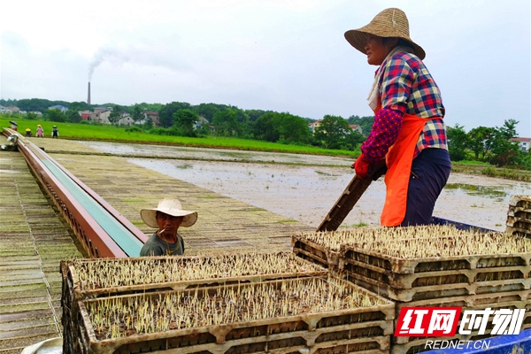 湖南富硒农产品种植公司（湖南富硒农产品网）-硒宝网
