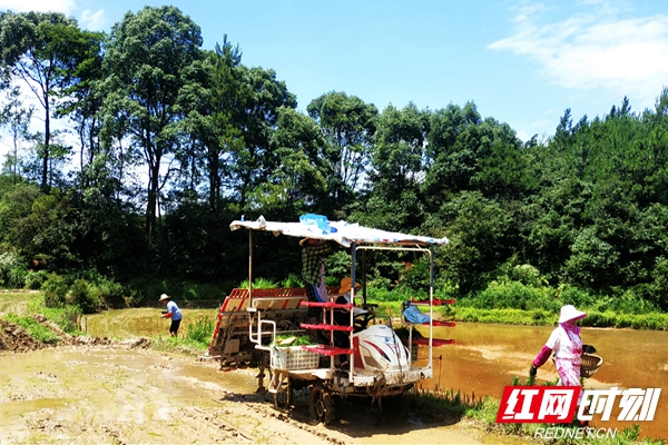 湖南富硒农产品种植公司（湖南富硒农产品网）-硒宝网