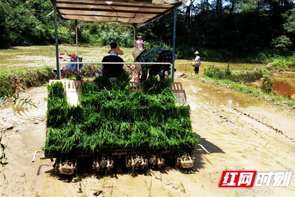 湖南富硒农产品种植公司（湖南富硒农产品网）-硒宝网