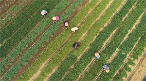 富硒农产品使用农药的吗（富硒农药怎么使用）-硒宝网