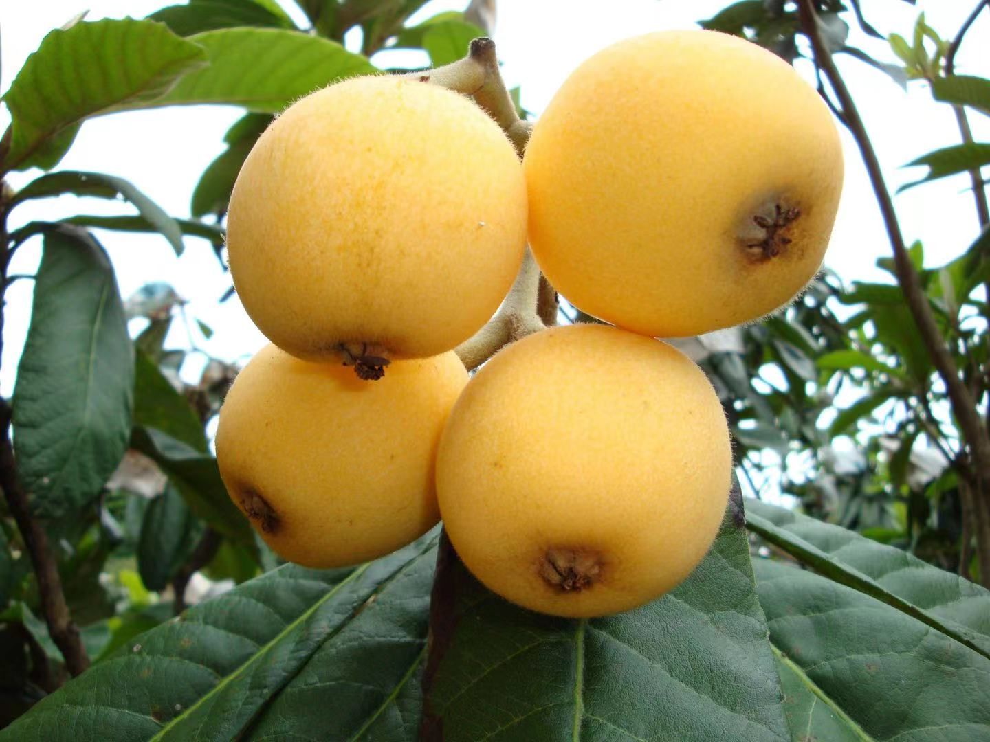 开阳富硒农产品公用品牌（开阳富硒颗颗茶业有限公司）-硒宝网