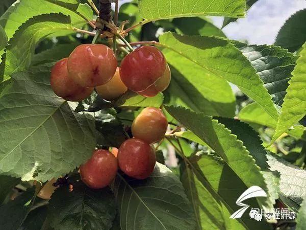 富硒农产品代理如何销售(富硒农产品专营)-硒宝网