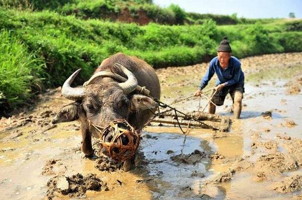 有富硒农产品这种说法吗(富硒农产品与普通农产品差别)-硒宝网