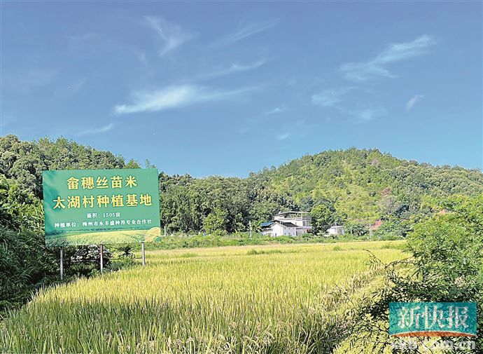 如何进行农产品富硒试验(富硒农作物生产技术)-硒宝网