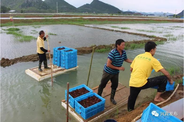 广西富硒农产品生产基地（广西富硒农业）-硒宝网