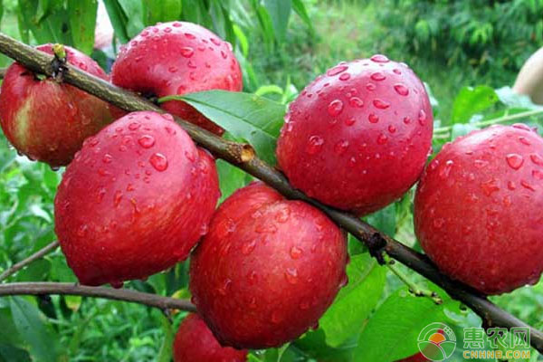 富硒农业有哪几种产品呢（富硒农业种植的三大特点）-硒宝网