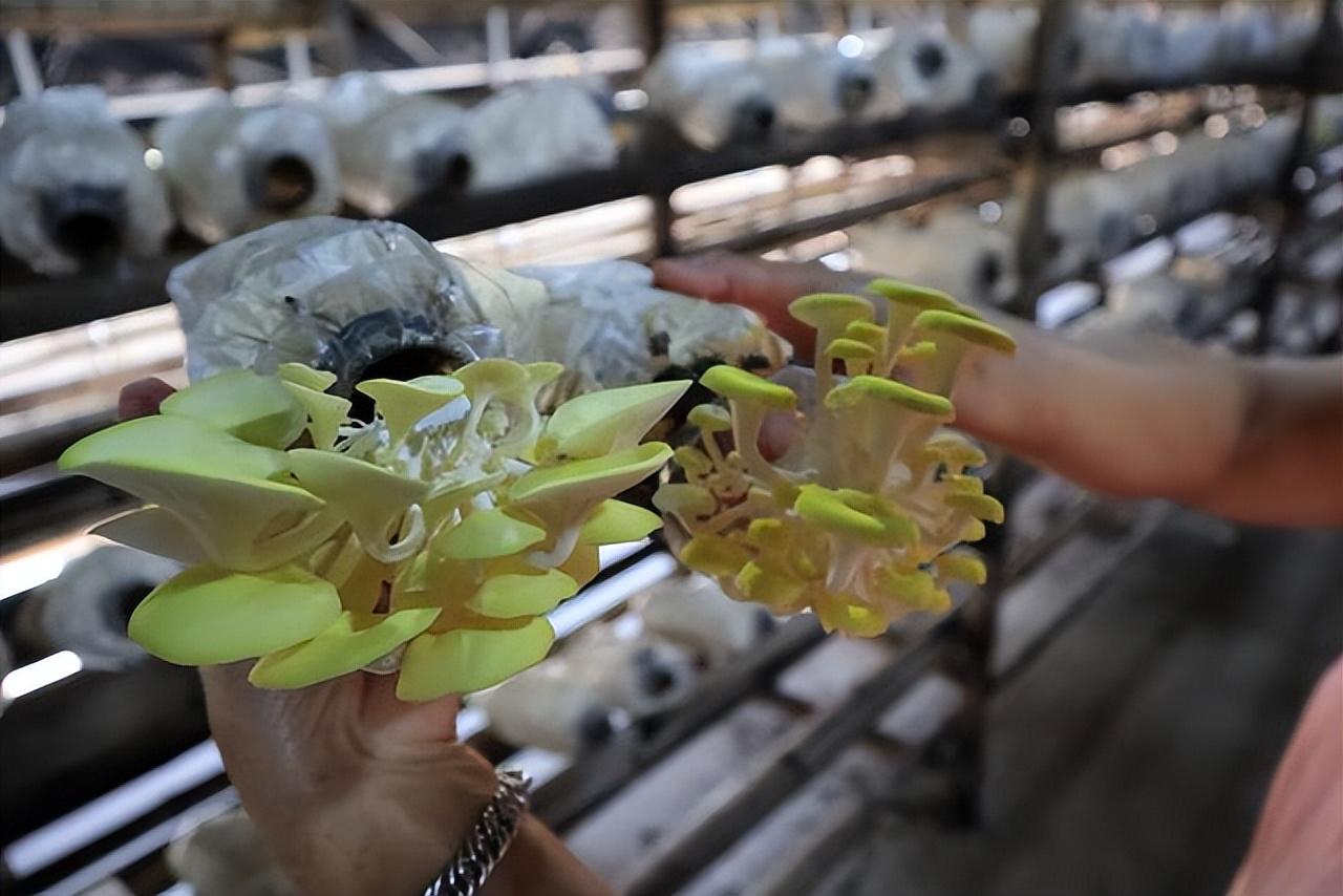 富硒农业有哪几种产品呢(富硒功能农业)-硒宝网