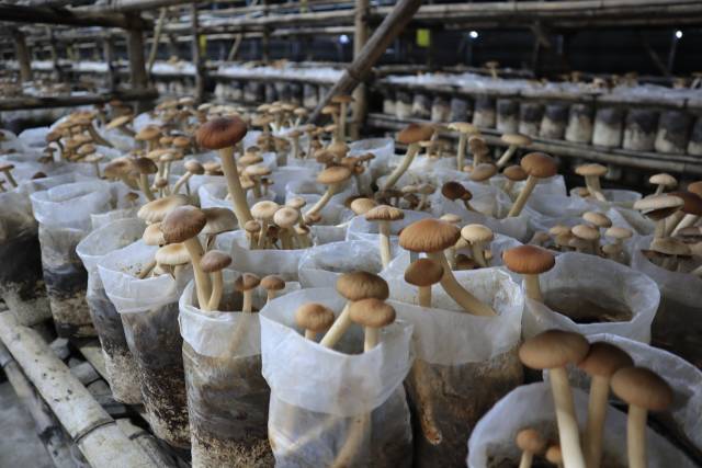 富硒农业有哪几种产品呢(富硒功能农业)-硒宝网