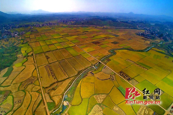 富硒农产品开发实施方案(打造富硒农业)-硒宝网