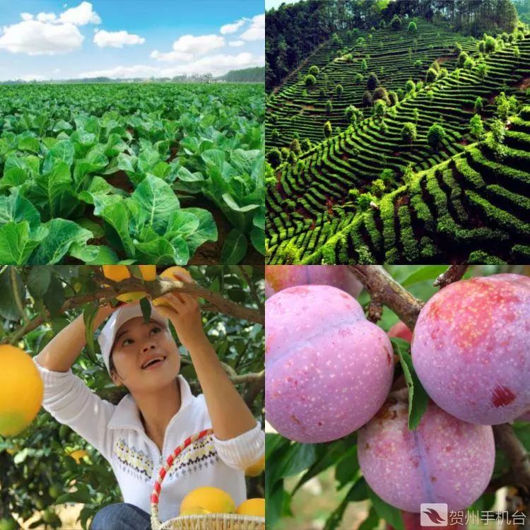 广西富硒农产品认证程序（富硒农产品认证机构）-硒宝网