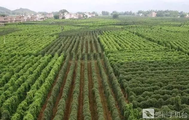 广西富硒农产品认证程序（富硒农产品认证机构）-硒宝网