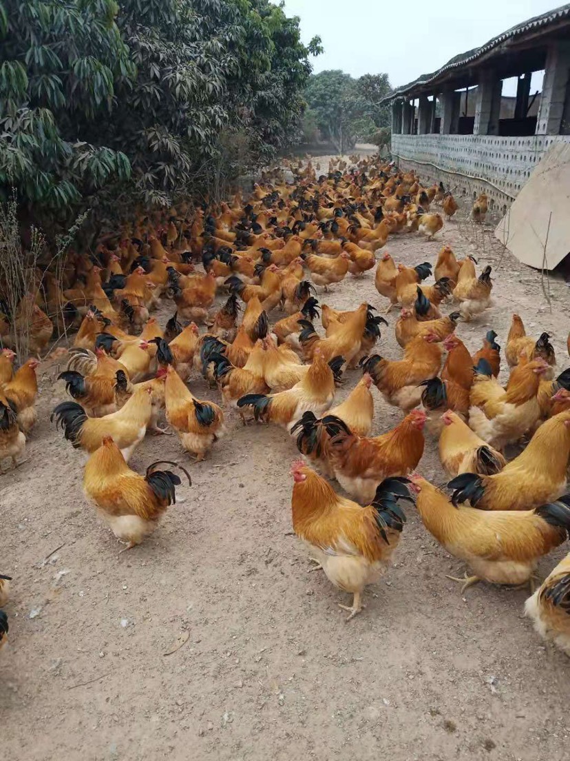 广西富硒农产品认证程序(广西富硒农产品标准)-硒宝网